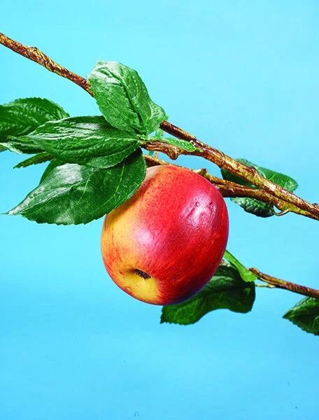 Vol.147_Daniel Stier