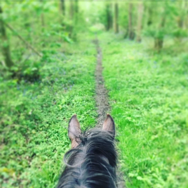 Horsemanship Observations - Part 1