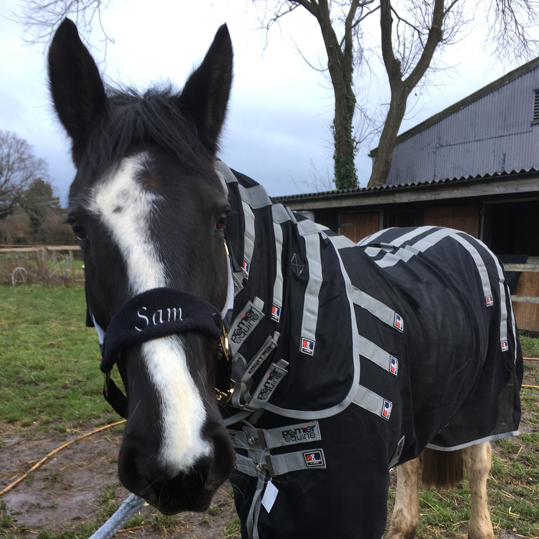 Afdæk sjæl Luske Product Review - Personalised Anatomical Fleece Covered Headcollar — TPL  Equestrian