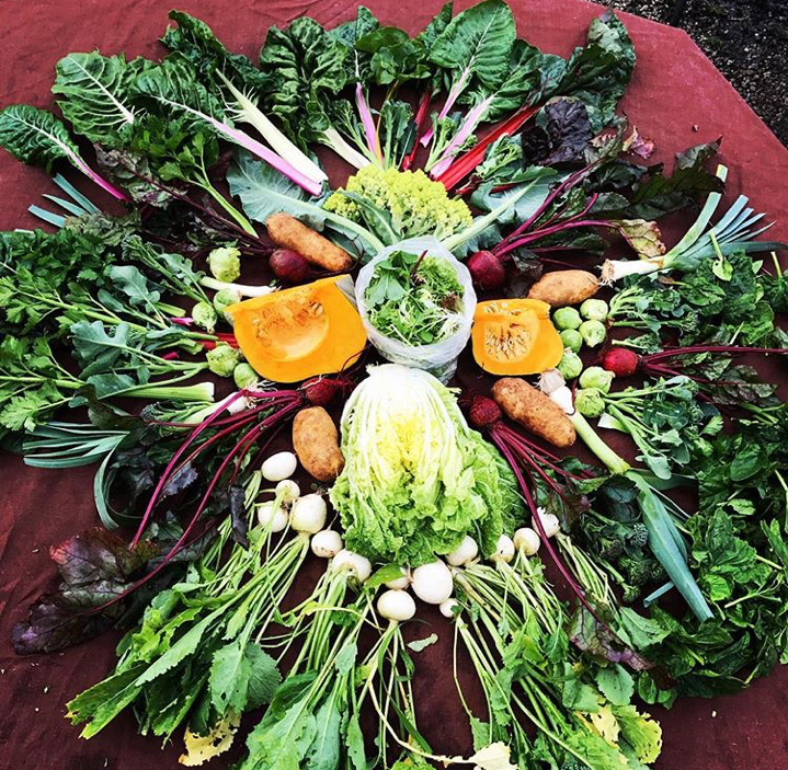 PEACE Farm