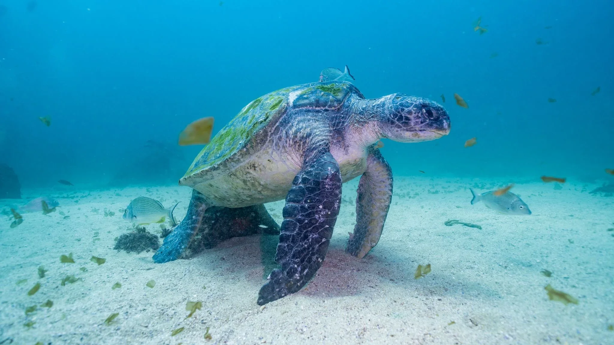 green-turtle-at-nothwall-cook-island.webp
