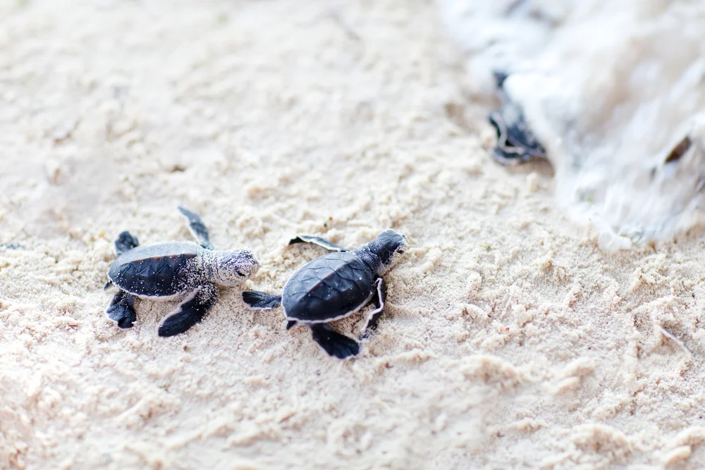 shutterstock_114841270-turtles.jpg