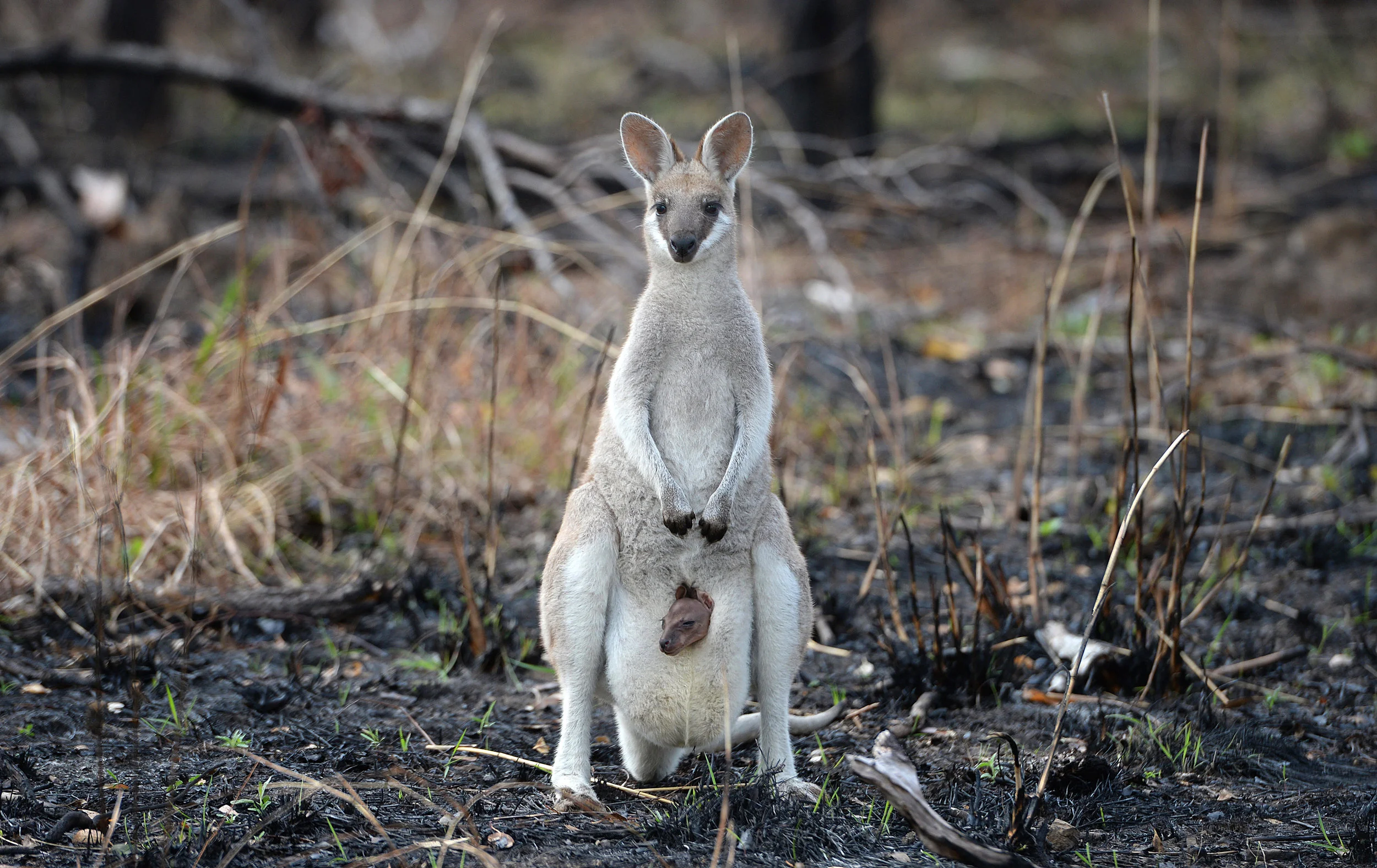 bushfirejoey.jpg