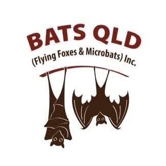Bats Qld.jpg