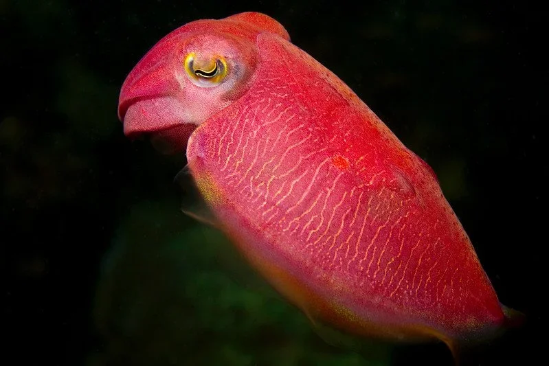 cuttlefish-cook-island.webp