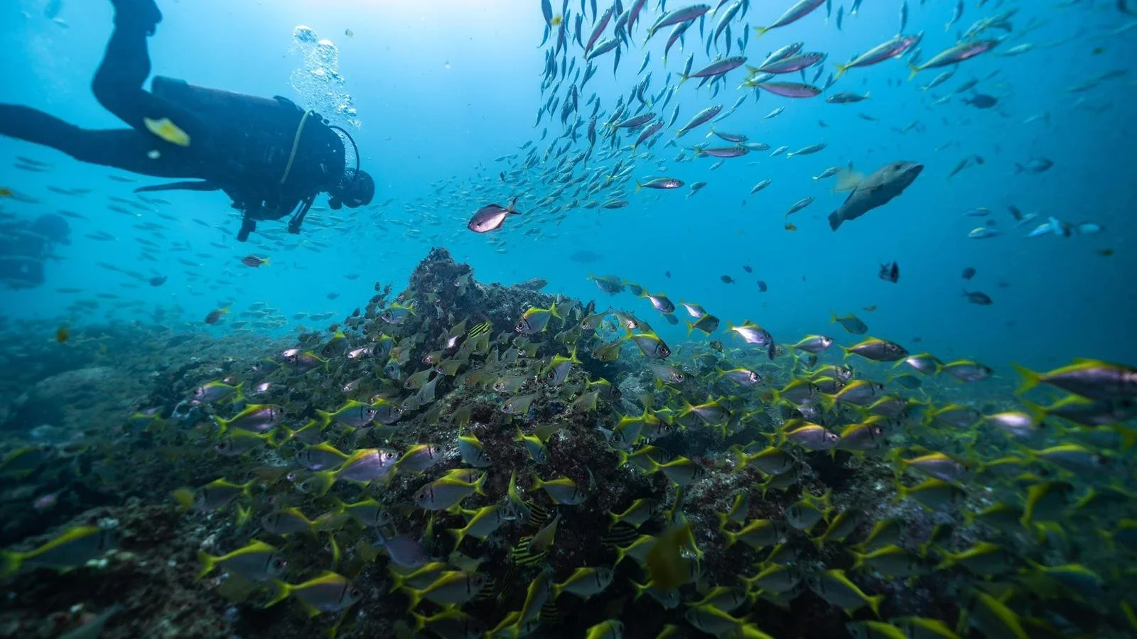 scuba-diver-cook-island-fingal.webp