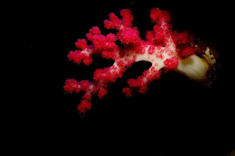soft-coral-cook-island.webp