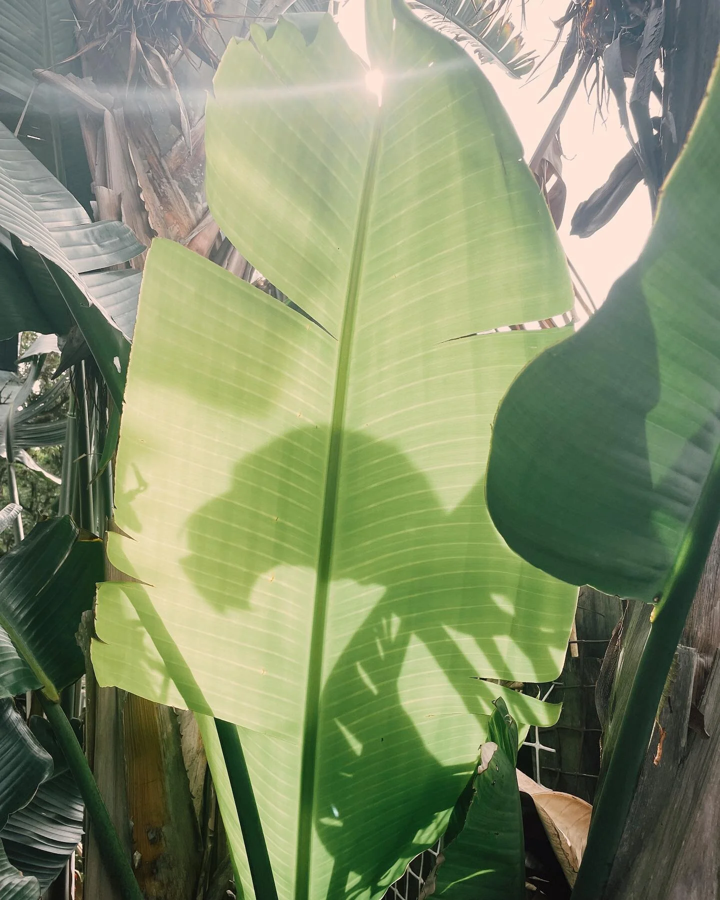 Last weekend // 6th wedding anniversary celebrations // a time before the intensity of this week ✨✨🪷🐚