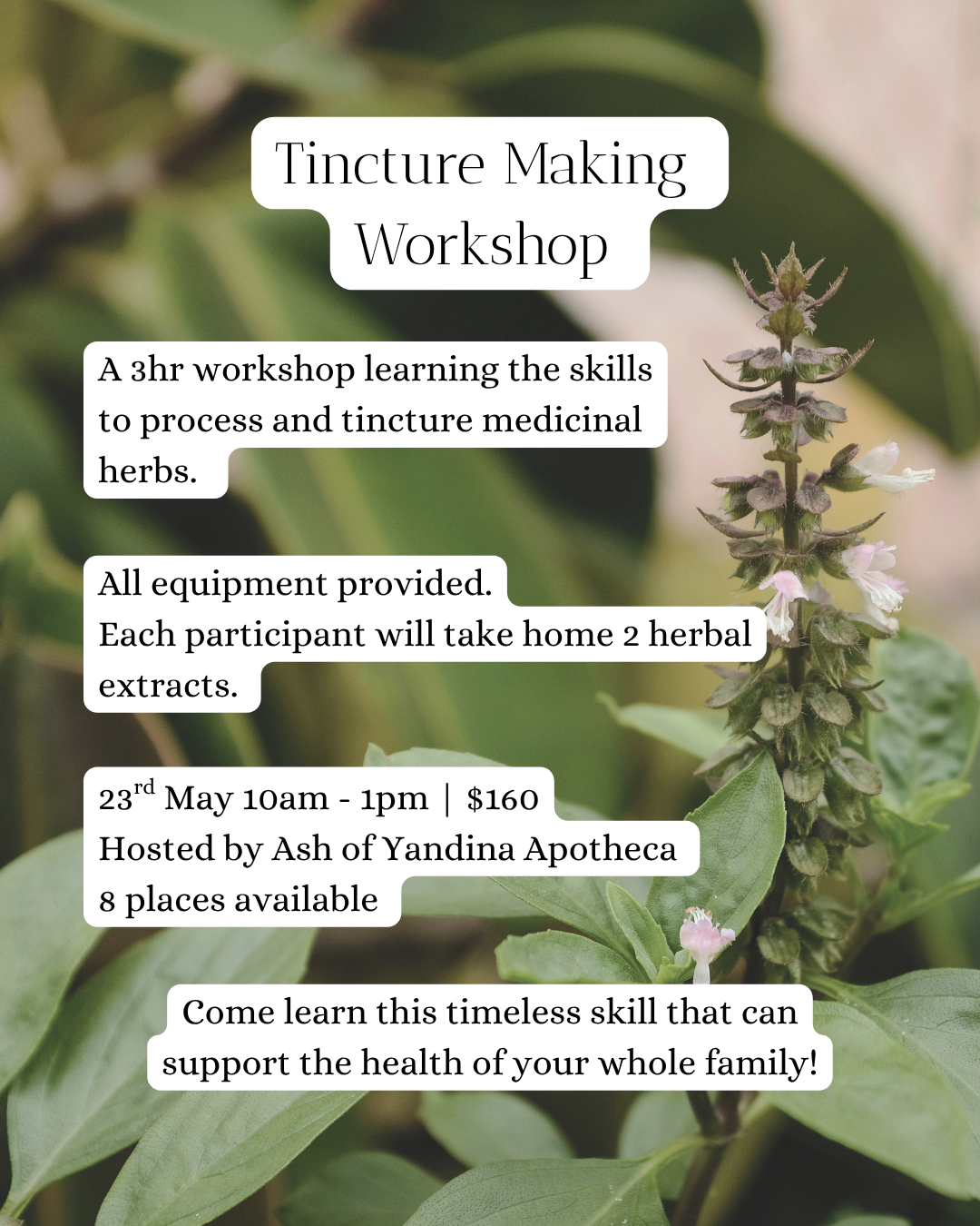 Tincture Making Workshop.png