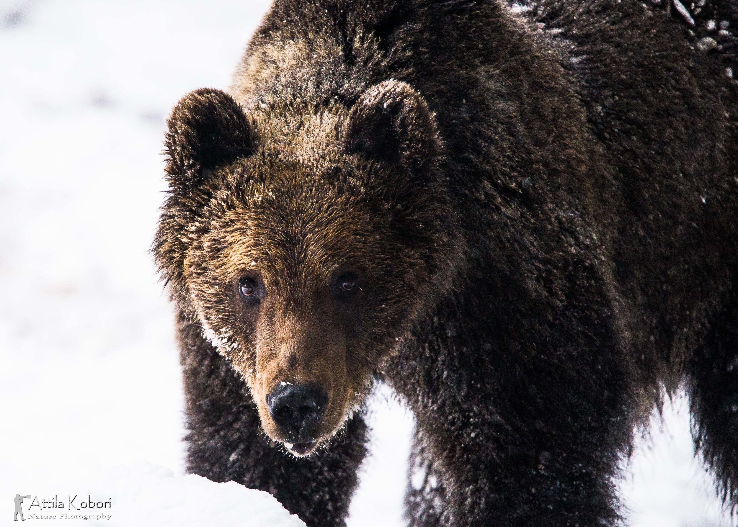 WILD ROMANIA