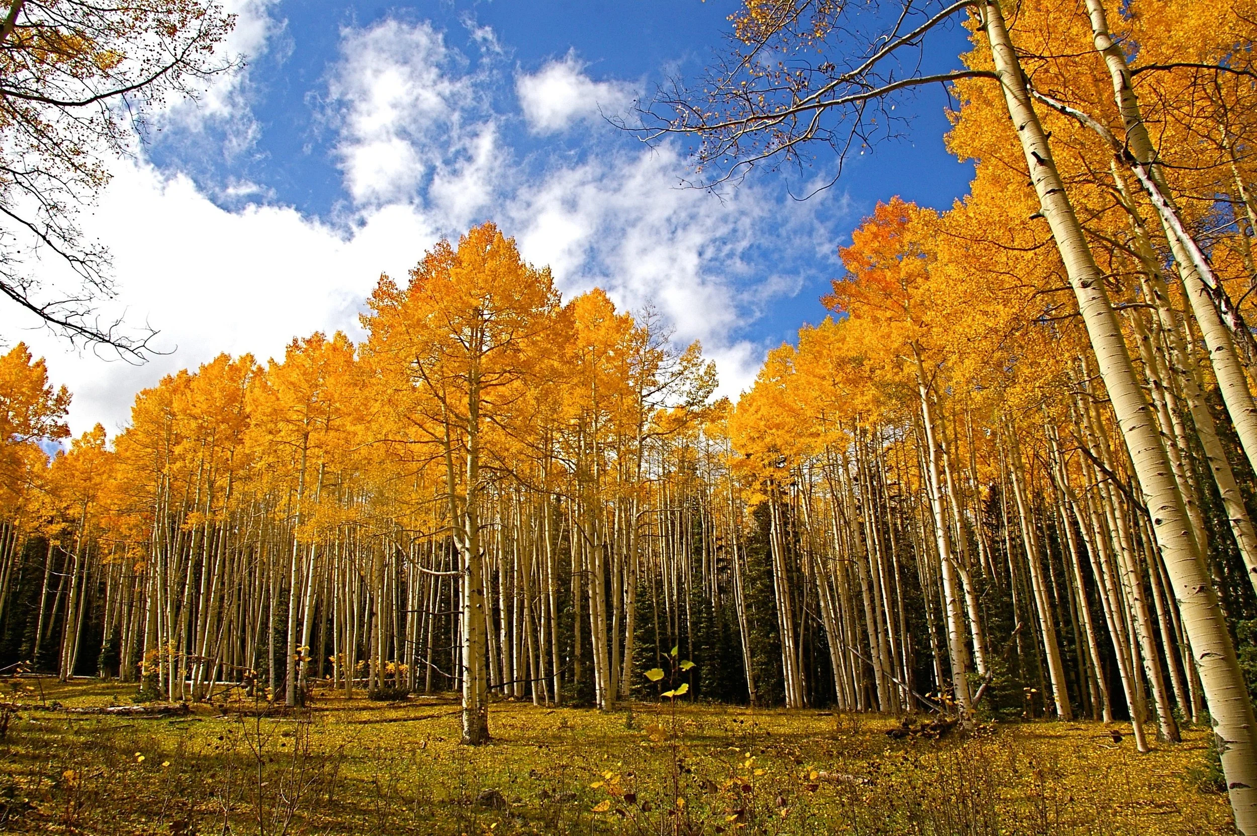 Aspens.jpg