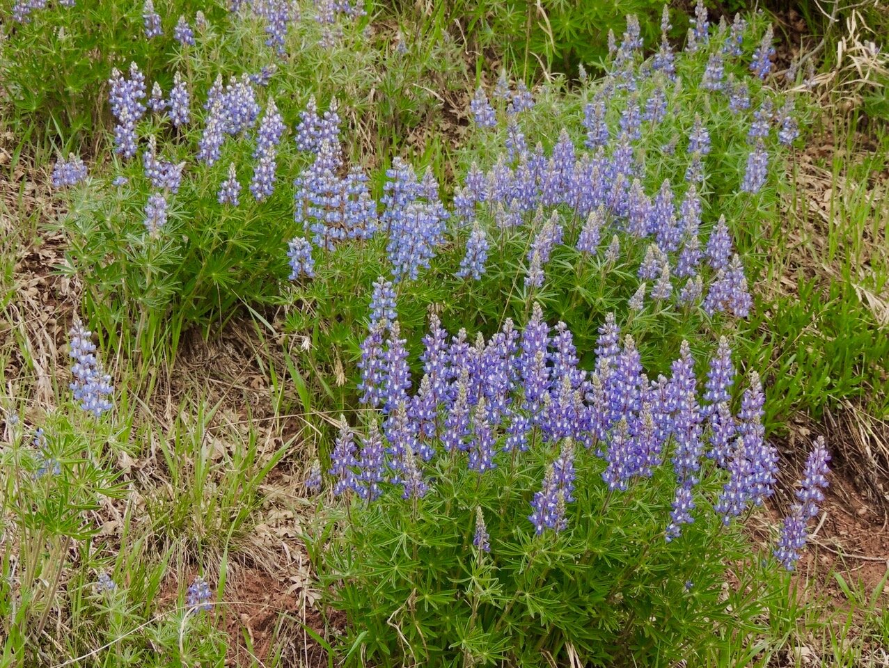 San Juan Mountain Wildflowers Ouray County Colorado.jpeg