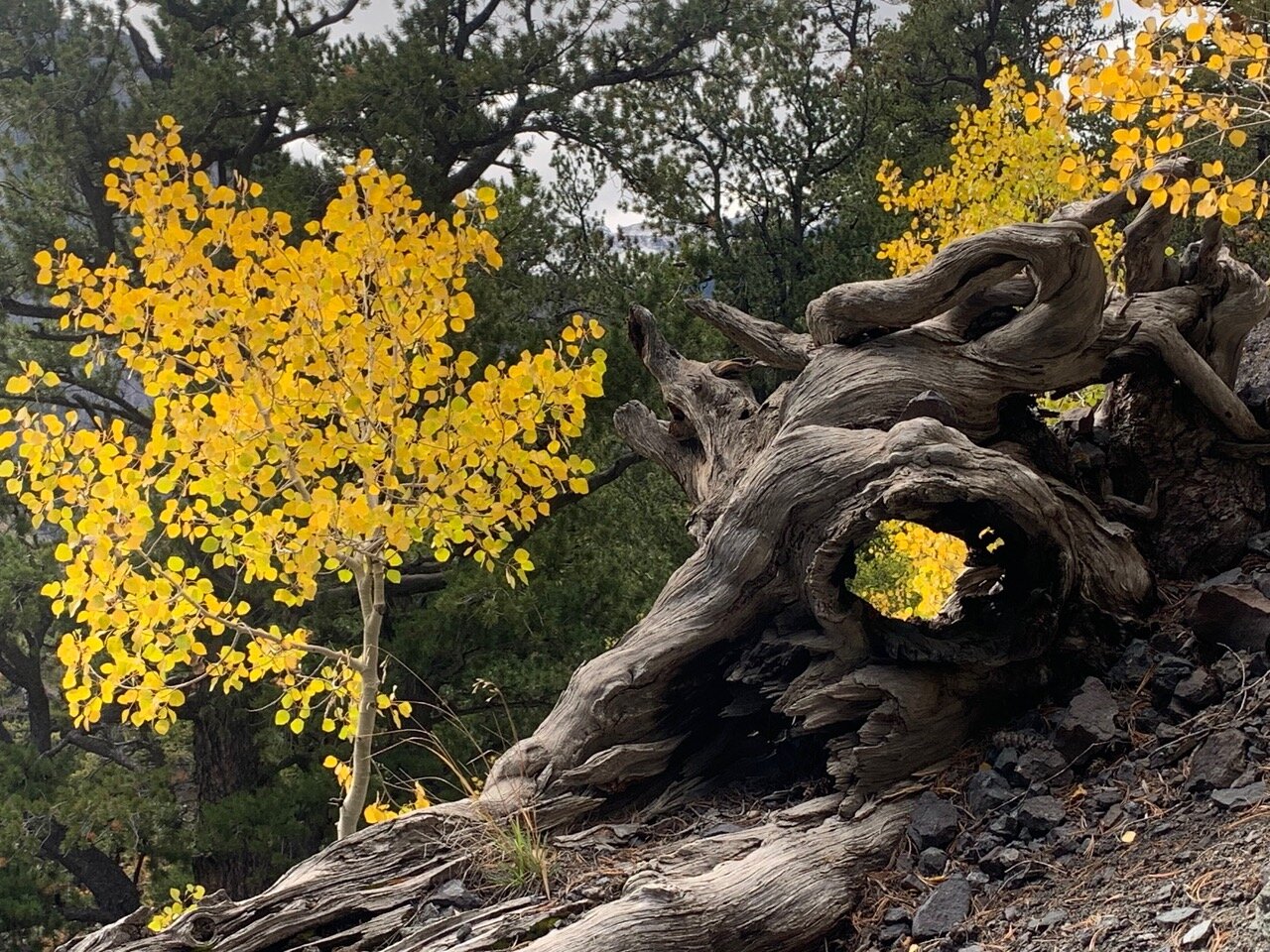 Aspen Gold and gnarled tree Arleen Richter.jpeg