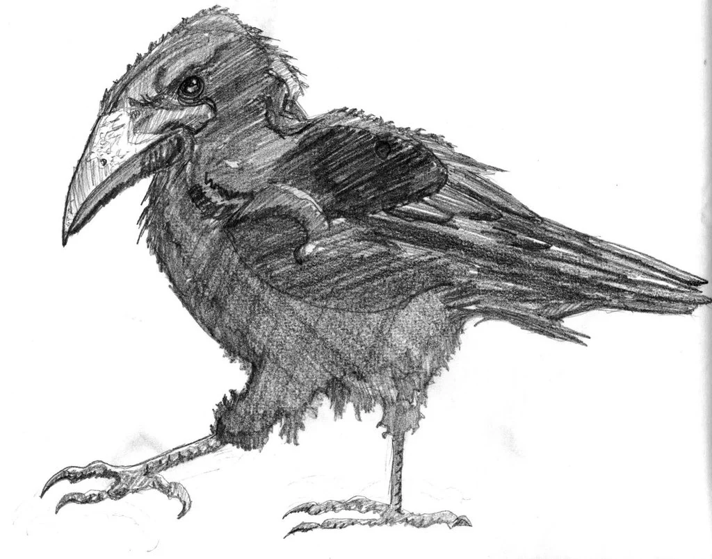 Rook