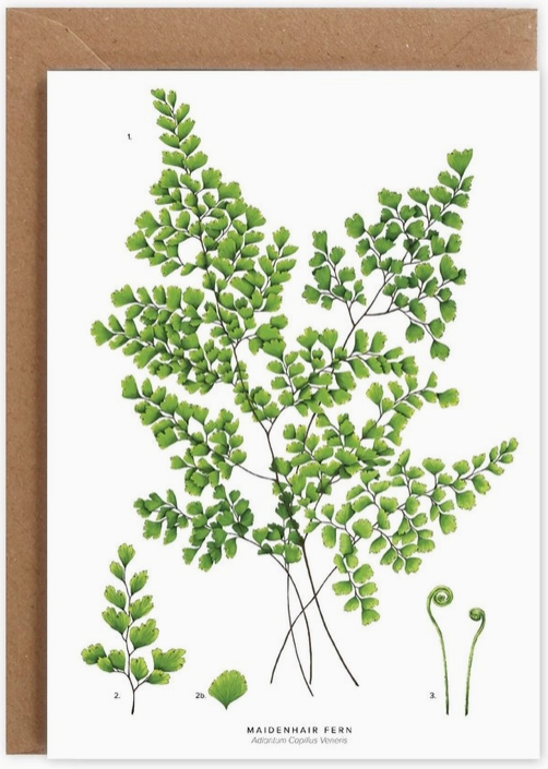 Maidenhair Fern.png