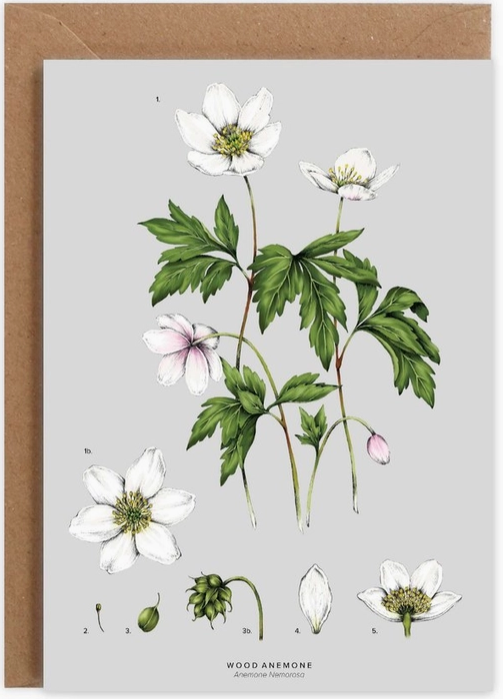 Wood Anemone.png