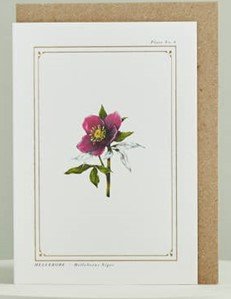 Hellebore.jpg