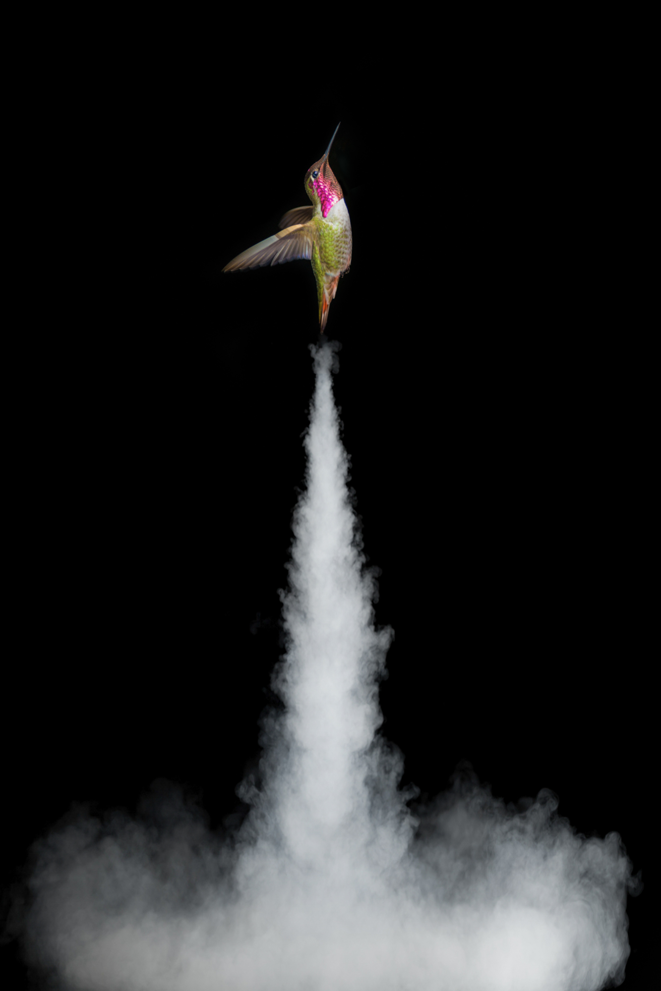 Rocketbird.faded.2x3.2000px.jpg