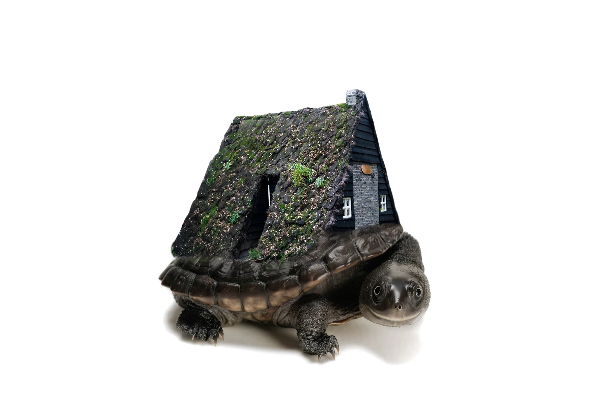 Cottage Turtle.2x3.2000px.jpg