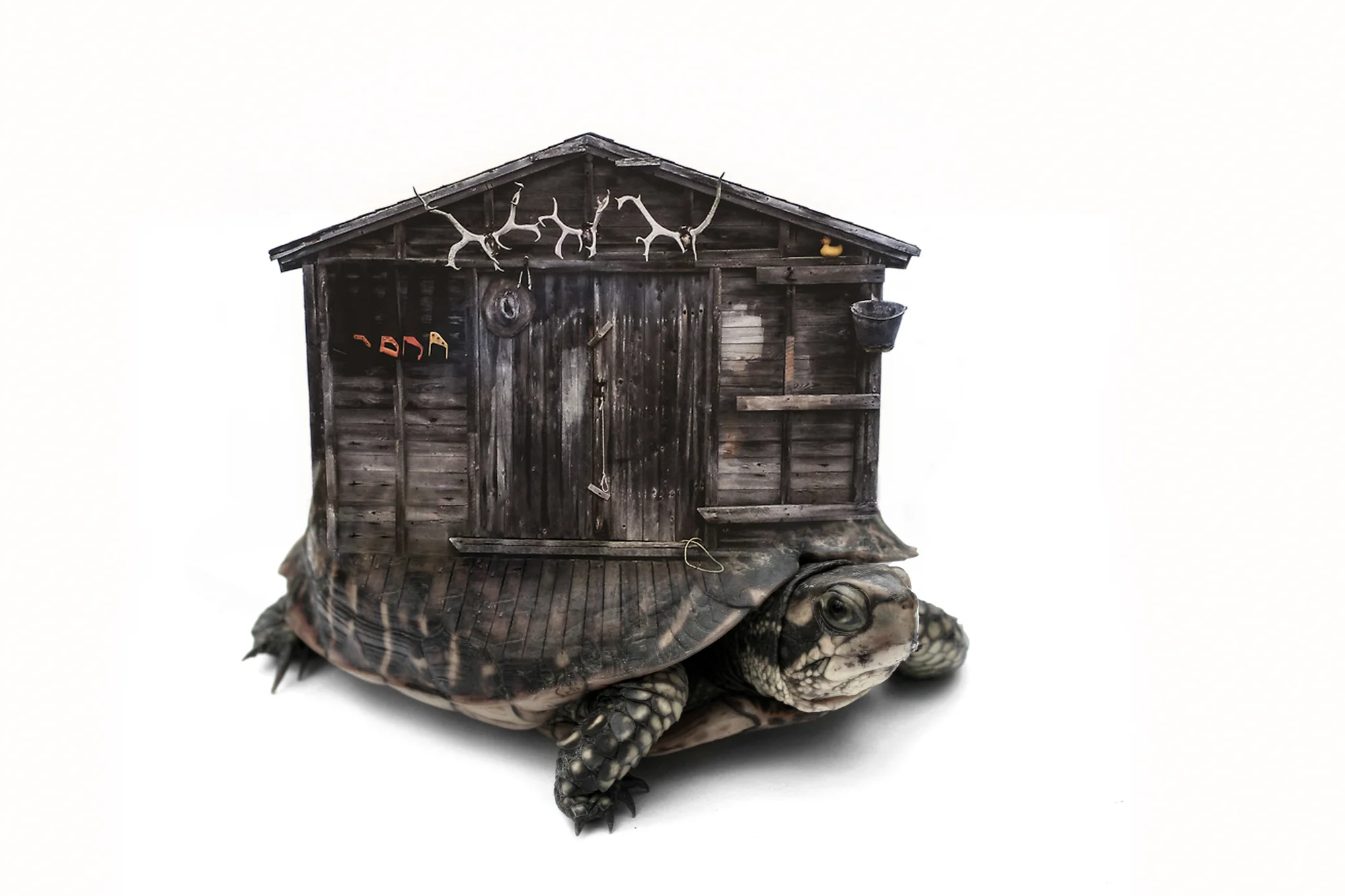 Turtle Shack.2x3.2000px.jpg