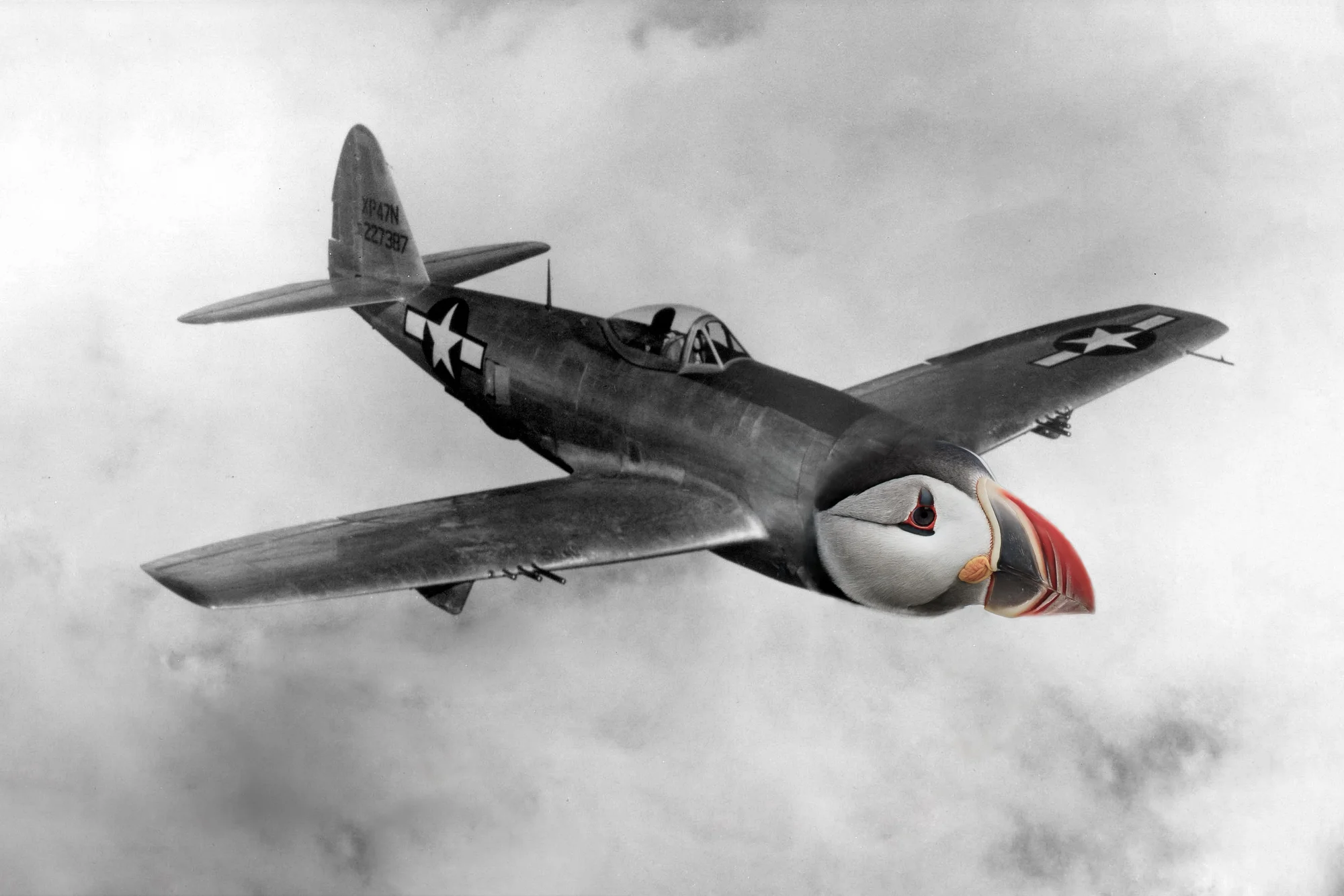 Puffin Bomber.2x3.2000px.jpg