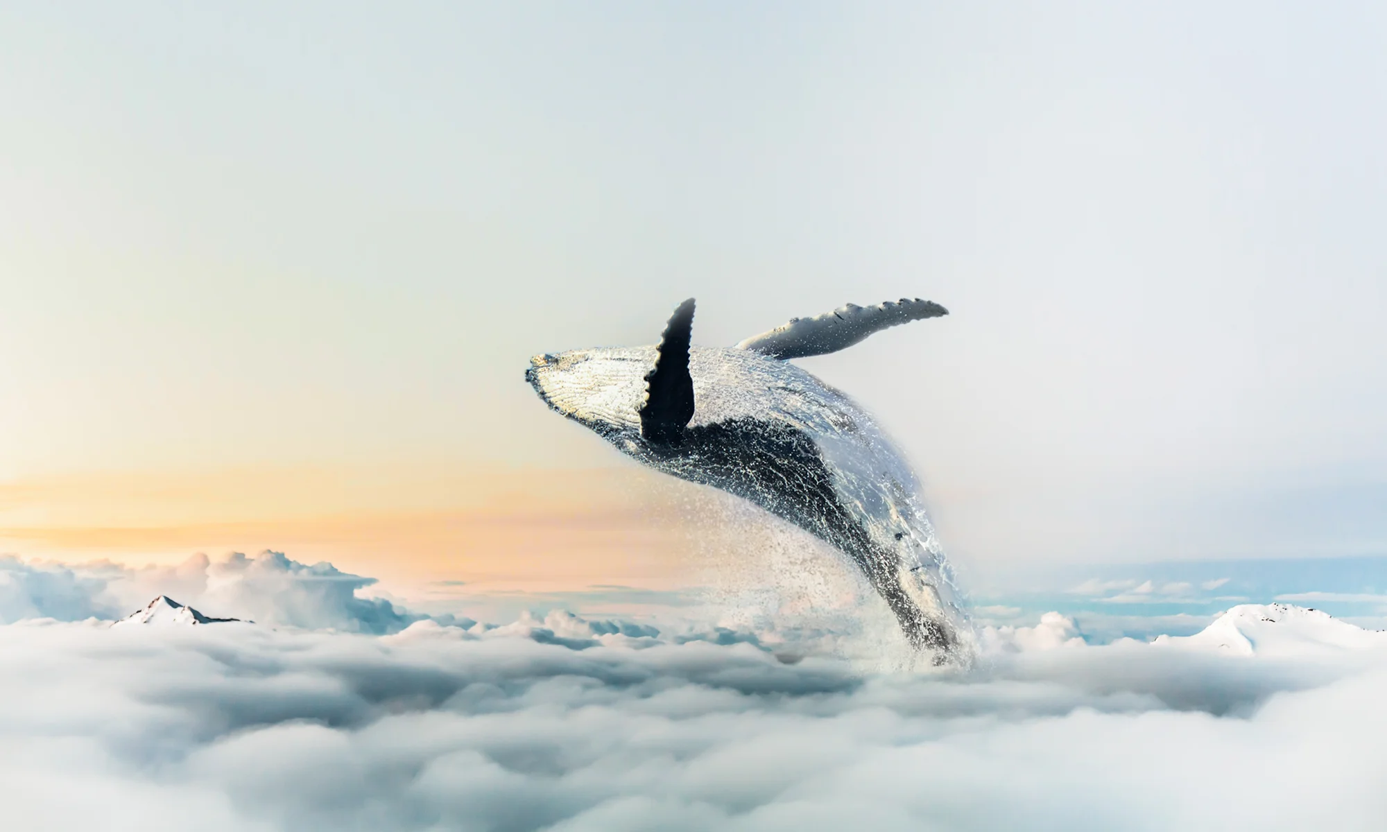 Whale in the Clouds.24x40.2000px.jpg