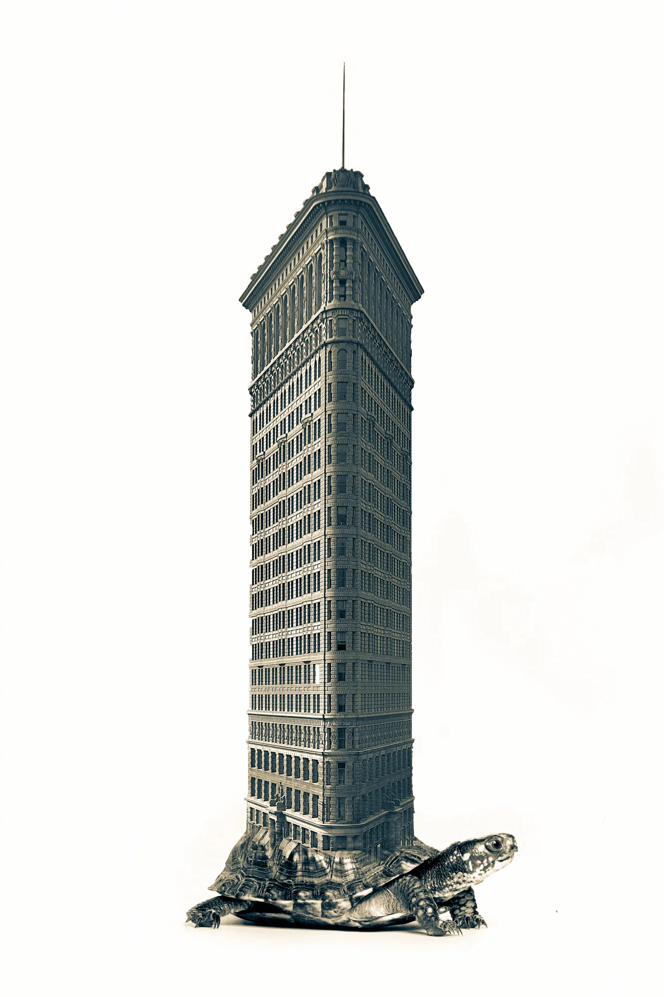 Flat Iron Turtle.2x3.2000px.jpg