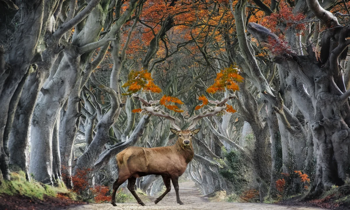 Forest Dweller.24x40.1200px.jpg