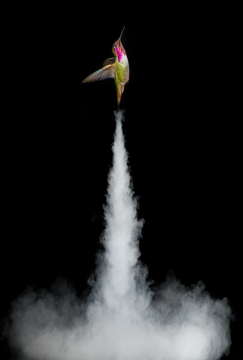 Rocketbird.12.5x18.5.1200px.jpg