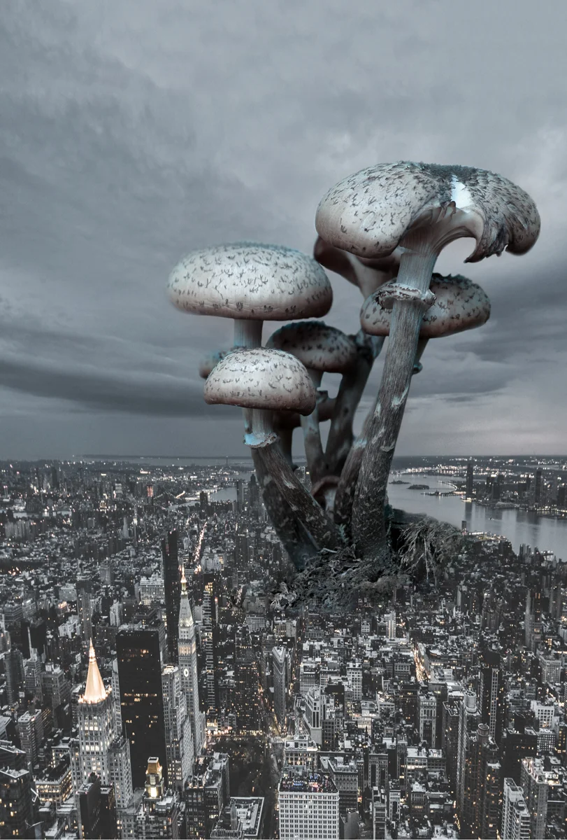 Mushroom City.12.5x18.5.1200px.jpg