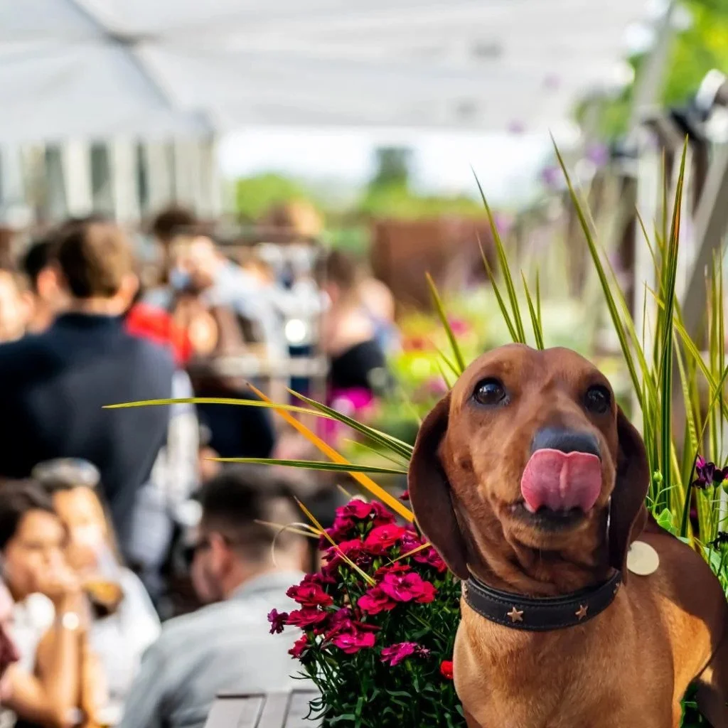 Dog-friendly terrace at Urban Brewing, one of Dublin's best outdoor dining spots