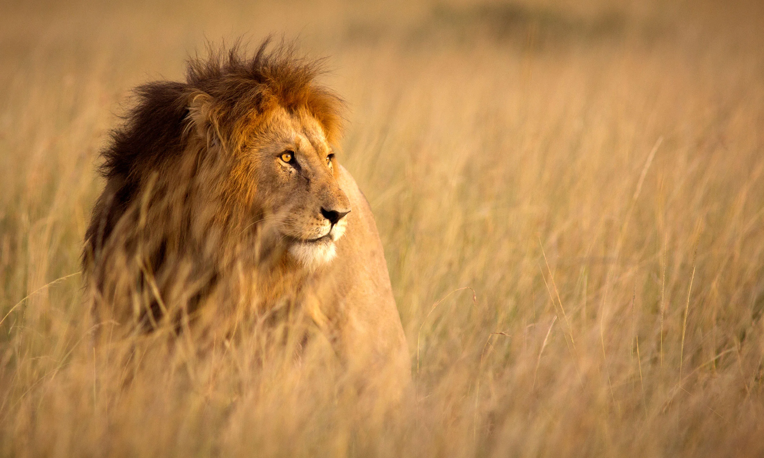 African-Adventure-2500x1500.jpg