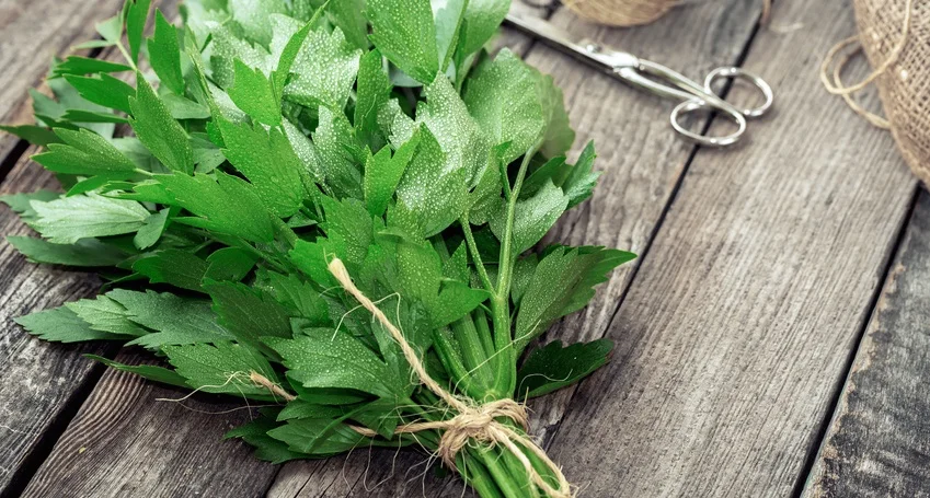 Love your lovage! (It's a superfood)