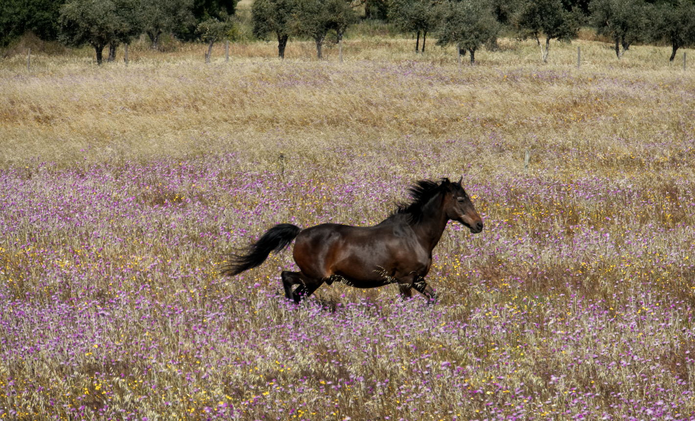 Beauty country style