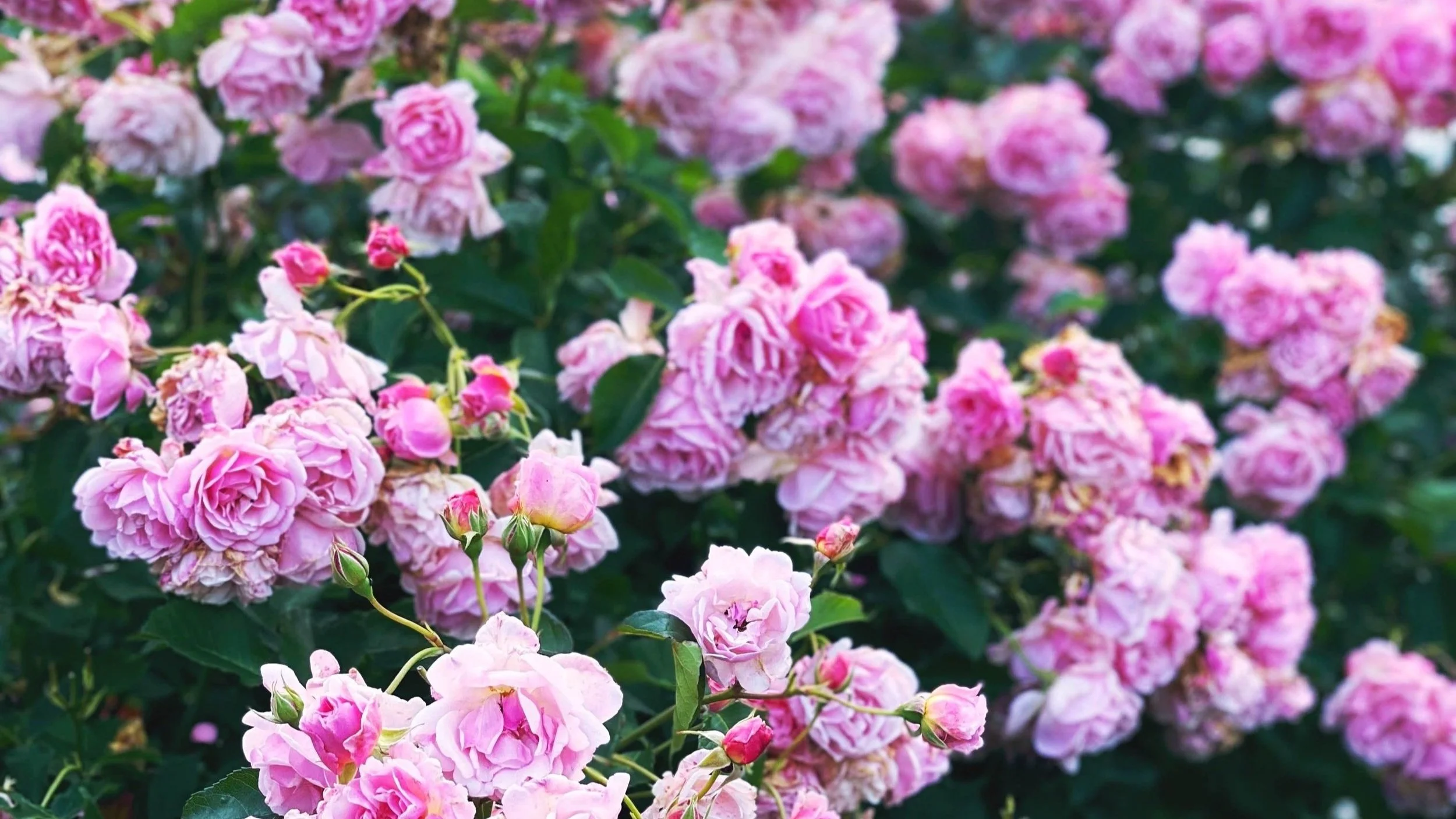 Jo &amp; Sarah Love... roses!