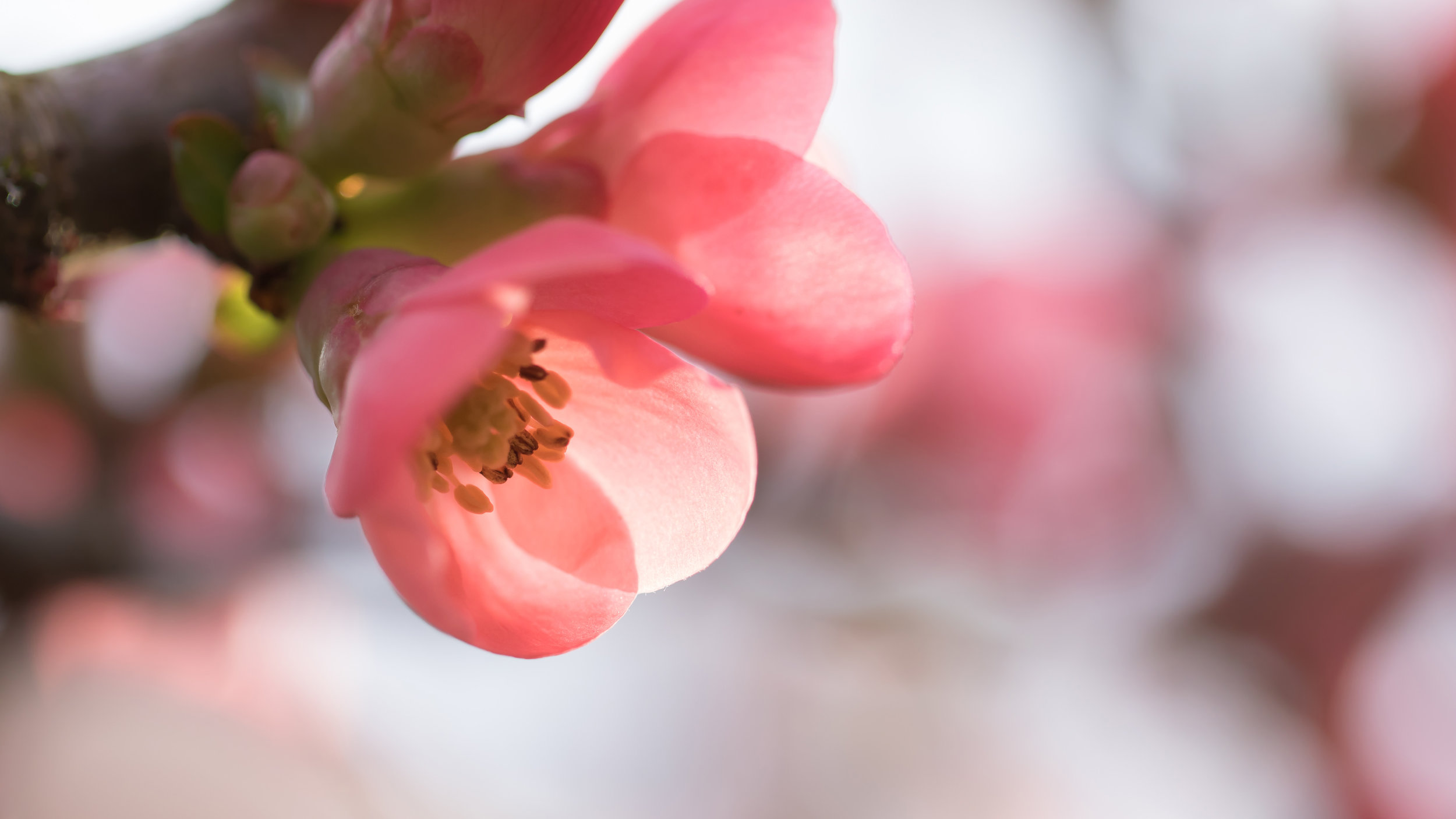 Spring Is Coming.jpg