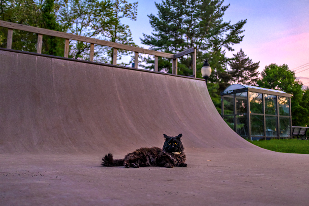 SkateCat.jpg