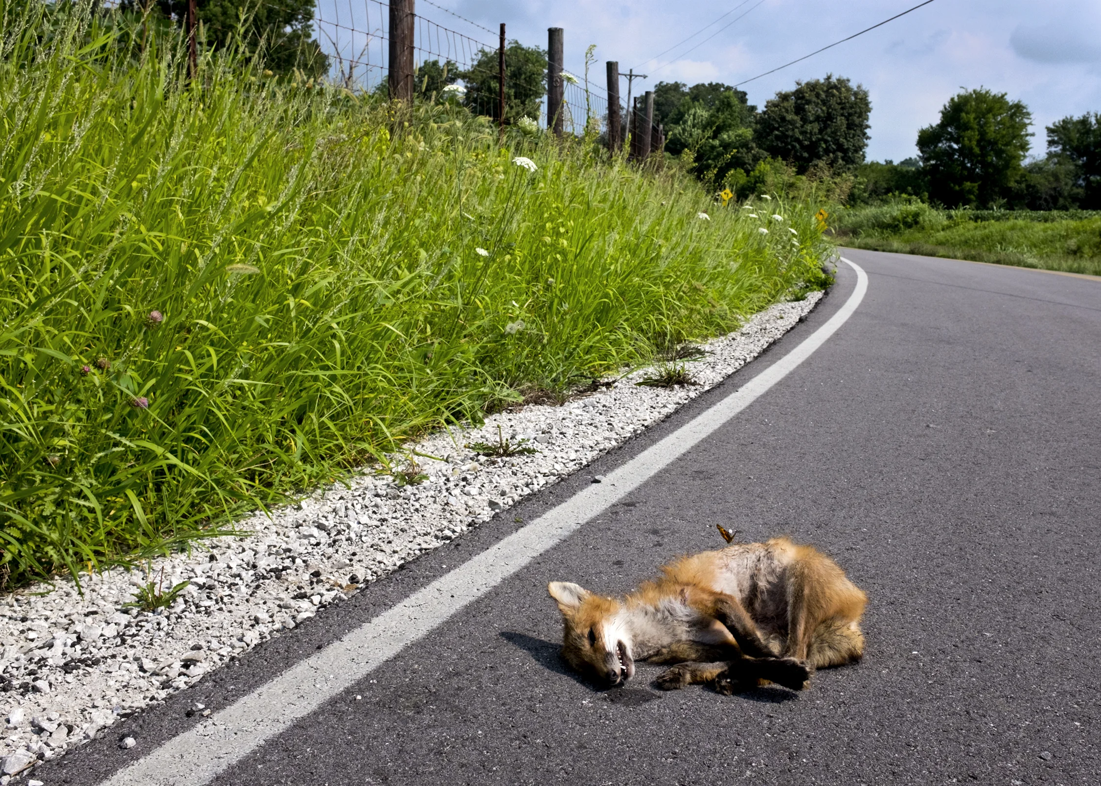 Fox.jpg