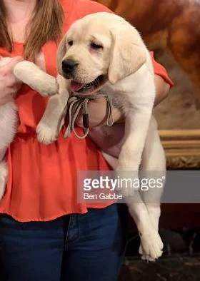 Harbor (Lincoln x Emma) representing the Labrador Retriever on Good Morning America for the Top 10 AKC Breeds of ‘18!
