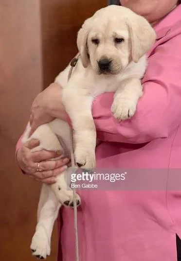 Harbor (Lincoln x Emma) representing the Labrador Retriever on Good Morning America for the Top 10 AKC Breeds of ‘18!