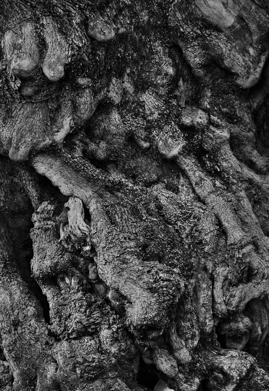 Millenial Rhizome (An Olive Tree in Puglia)