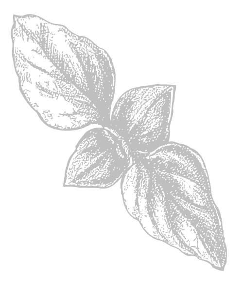 leaves.png