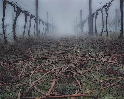 Vineyards.jpg