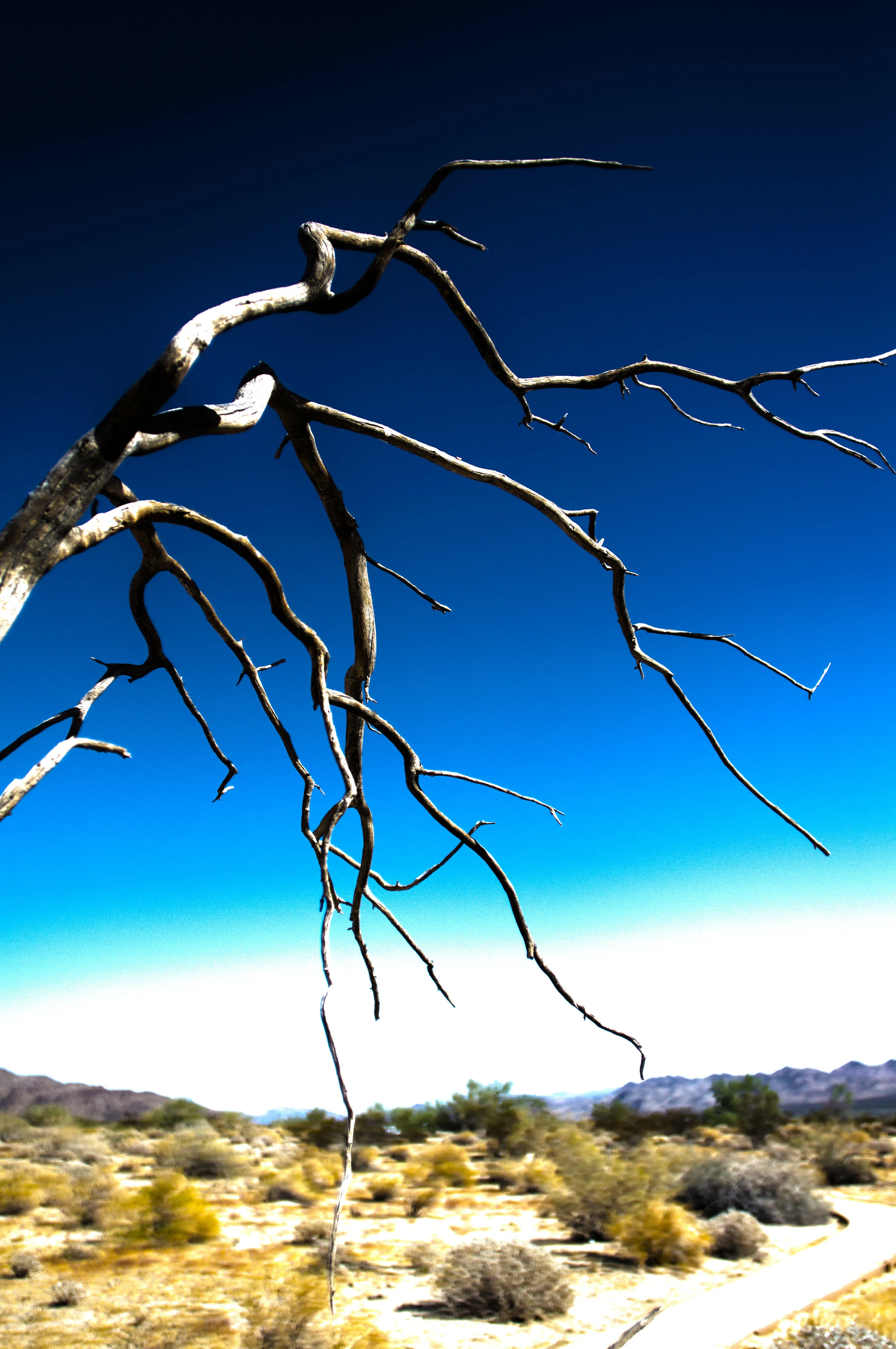 joshua tree branch.jpg