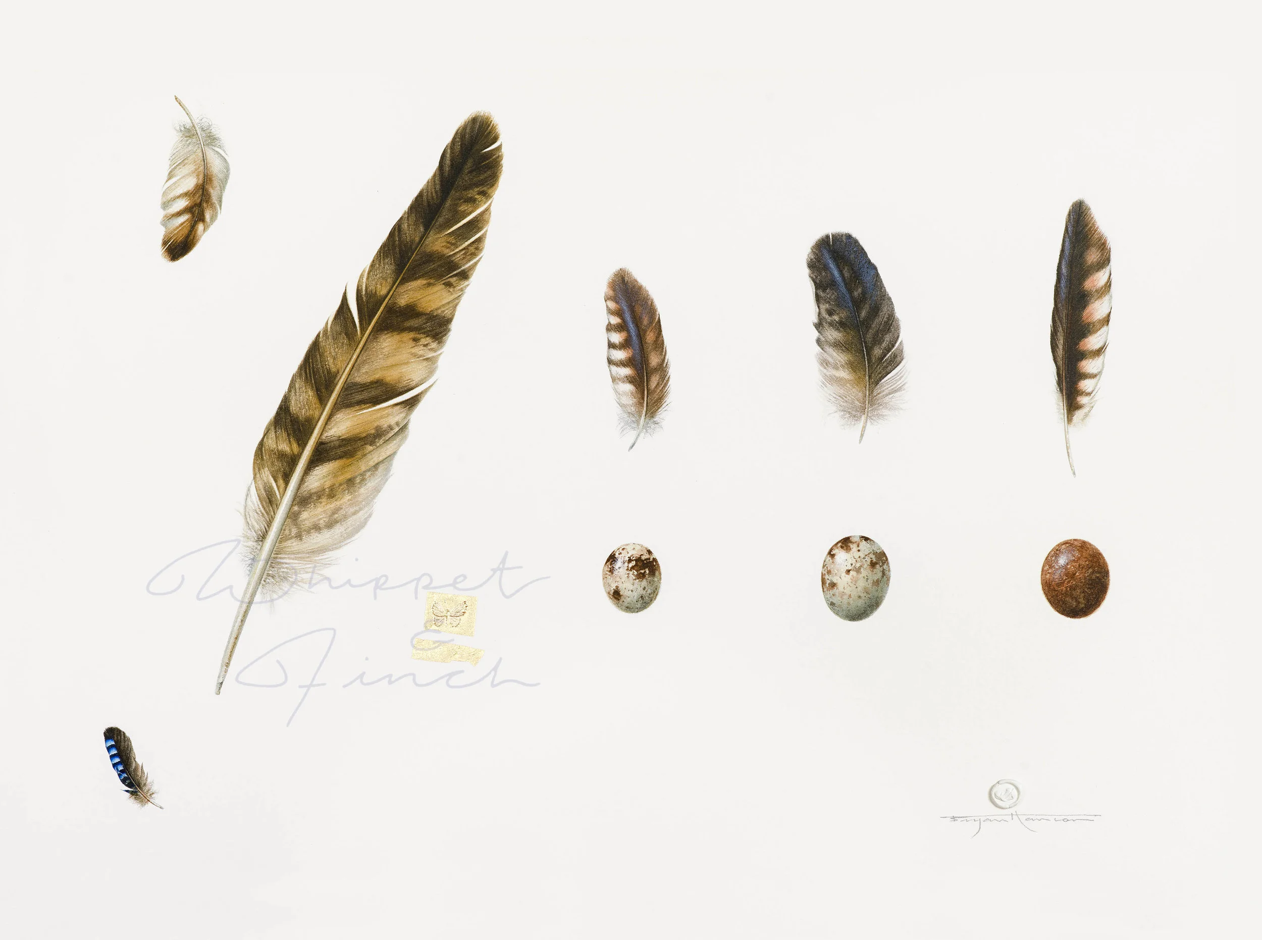 Four Birds of Prey and a Jay