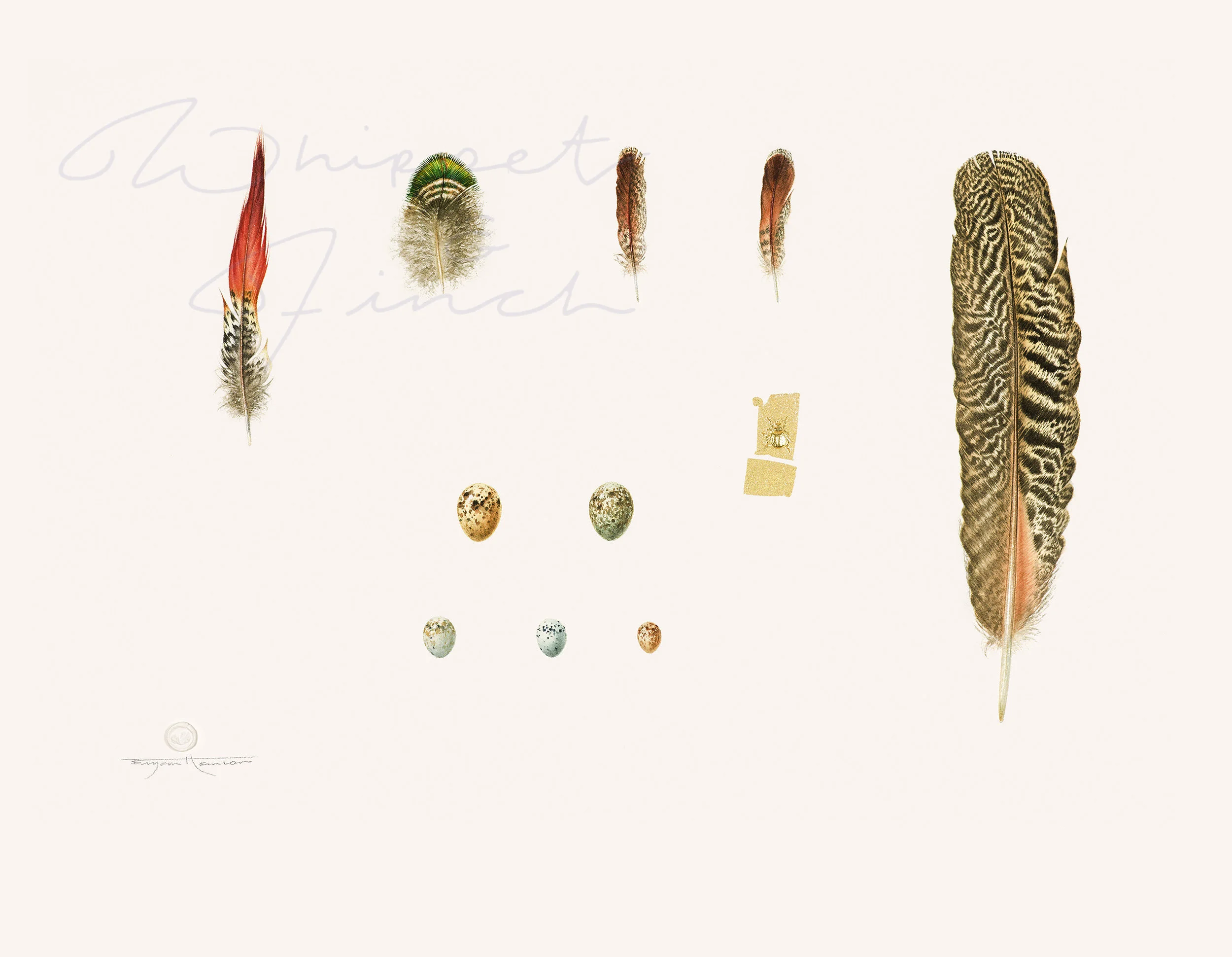 Golden Pheasant and All Things Pleasant