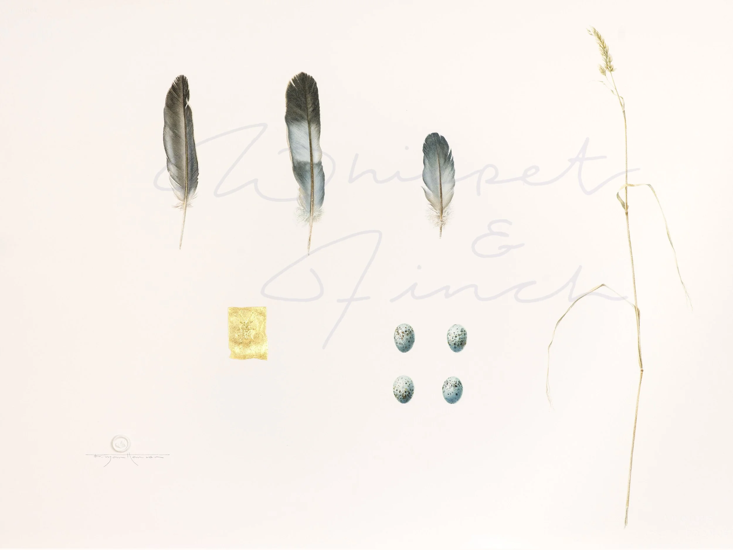 Wood Pigeon &amp; Jackdaw