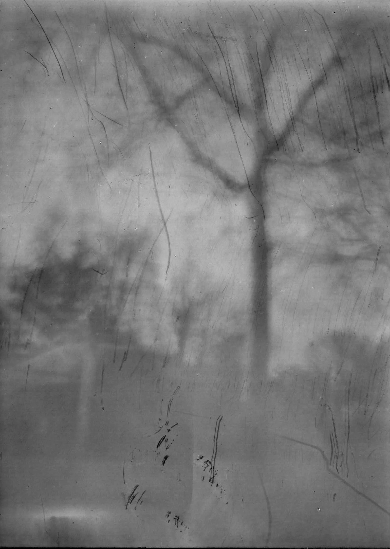 feb2017pinhole_tree.jpg