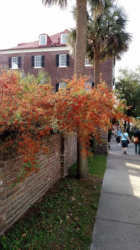 The Best Times to Visit Charleston