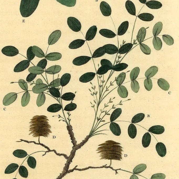 Eliza Lucas Pinckney